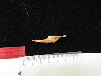 Media type: image;   Mammalogy BOM-9864 Description: Image of skeleton specimen - dorsal mandible view. Detailed image of the mandible of the skeleton specimen.;